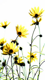 Close-up of yellow cosmos flowers blooming outdoors