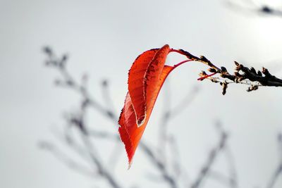 Close-up of red leaves