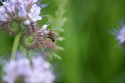 Close-up of bee on flower