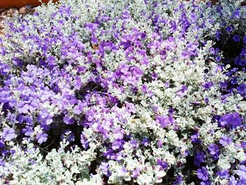 Full frame shot of purple flowers