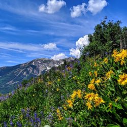 Scenic view of flowering plants against cloudy sky