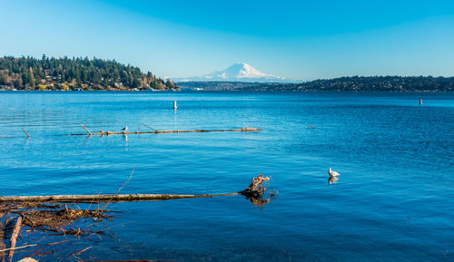 A view of lake washington with mount rainier in the distance.