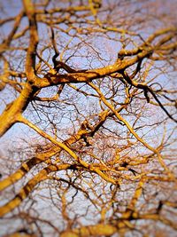 Low angle view of tree against sky