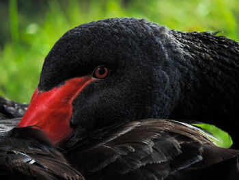 Close-up of black swan