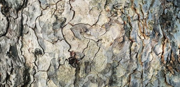 Full frame shot of tree trunk