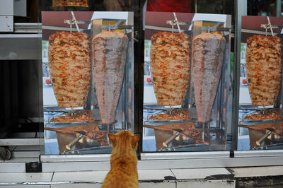 Cat looking up at meat posters on glass in restaurant