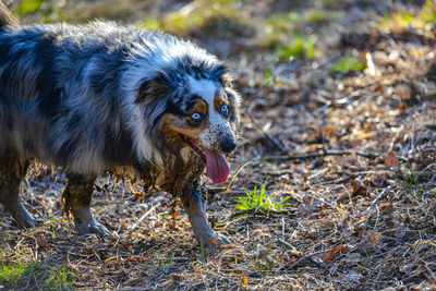 Dog running on field