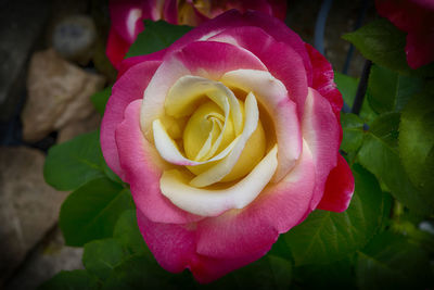 Close-up of pink rose