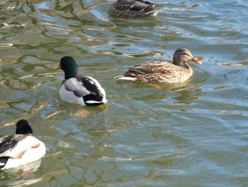 High angle view of duck swimming in lake