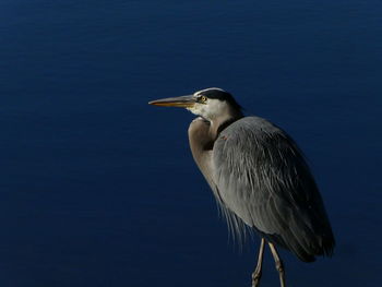 High angle view of gray heron perching