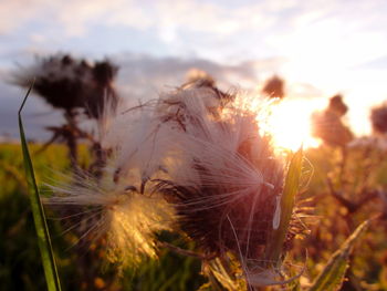 Close-up of plants growing on field at sunset