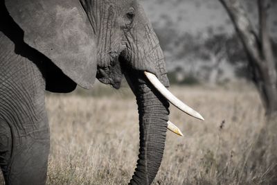 Side view of elephant standing on land