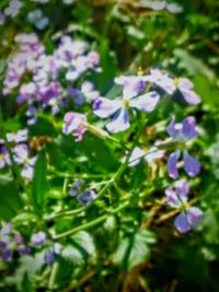 Close-up of purple flowers blooming in field