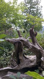 View of tree trunk in forest