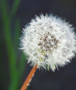 Close-up of dandelion