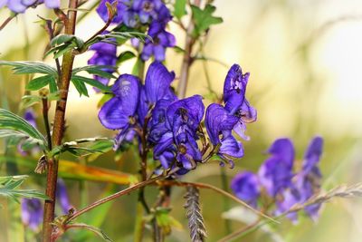 Close up of purple flowers