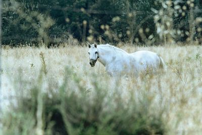 Horse standing by plants