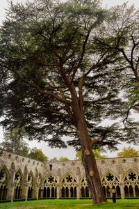 Trees in front of temple