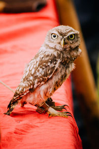 Portrait of owl perching in zoo