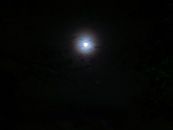 Low angle view of trees against sky at night