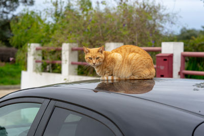 Cat sitting in car