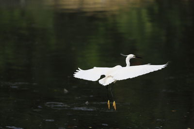 Great egret in lake