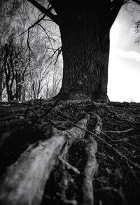 View of bare tree in forest