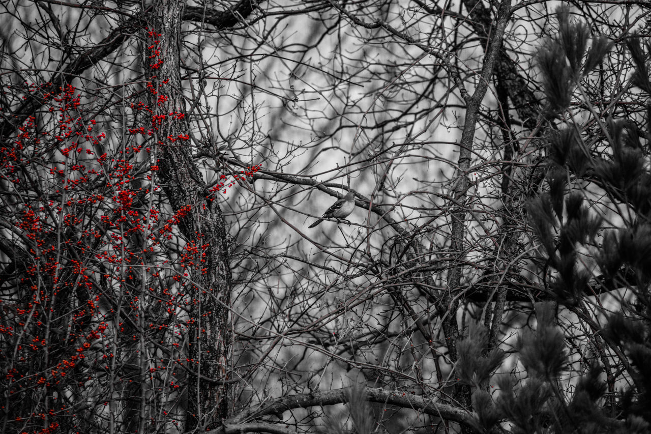 VIEW OF BARE TREES IN WINTER