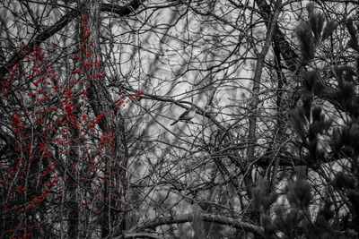 Bare trees in forest during winter