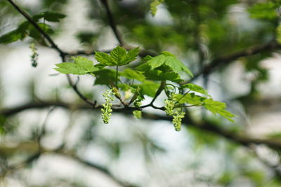 Close-up of green leaves on branch