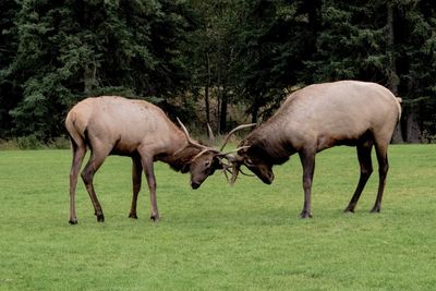 Side view of horses on field