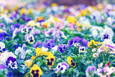 Pansy flowers blooming in garden