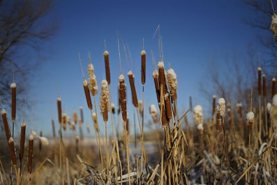 Close-up of plants against sky