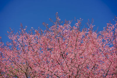 Low angle view of pink cherry blossom against blue sky