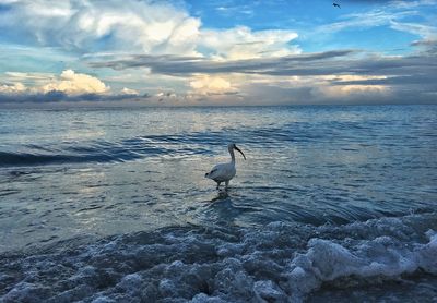 Birds perching on sea against sky during sunset