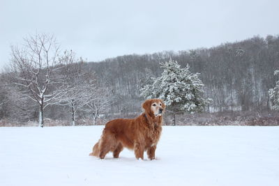 Dog on snow field against trees during winter