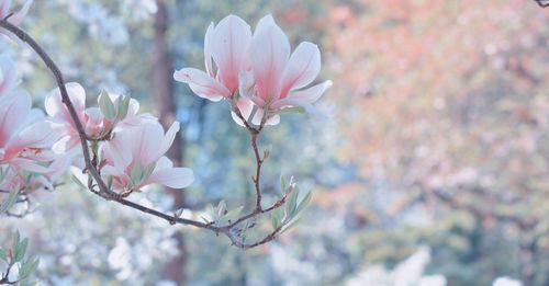 Close-up of pink cherry blossoms