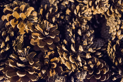 Full frame shot of open pine cones on the forest floor on the sunny summer day