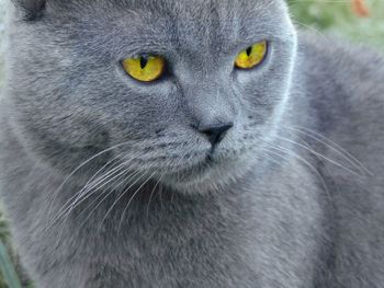 Close-up portrait of cat