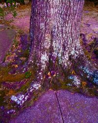 Close-up of tree trunk