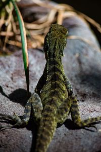 Close-up of lizard on tree