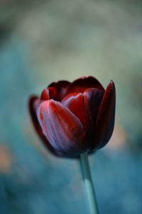 Close-up of red tulip