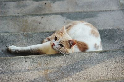 Cat lying on steps