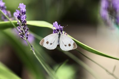 Close-up of butterfly on purple flower