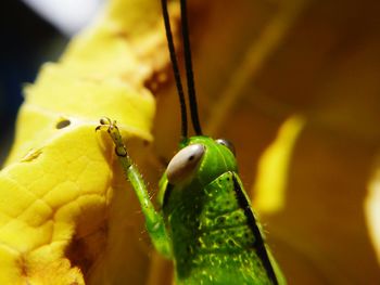 Close-up of insect on leaf