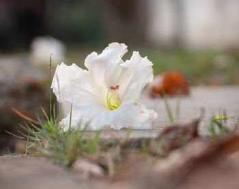 Close-up of white flowering plant