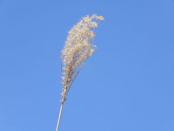 Low angle view of flowering plant against clear blue sky