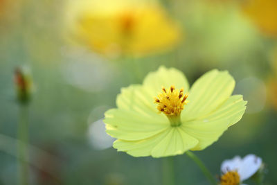 Close-up of yellow flowering plant 