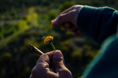 Close-up of hand holding cigarette and flower