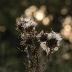 Close-up of wilted thistle